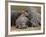 Hippopotamus (Hippopotamus Amphibius), Masai Mara, Kenya, East Africa, Africa-Sergio Pitamitz-Framed Photographic Print