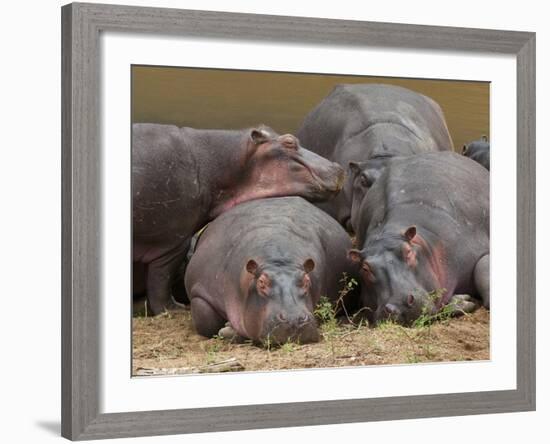 Hippopotamus (Hippopotamus Amphibius), Masai Mara, Kenya, East Africa, Africa-Sergio Pitamitz-Framed Photographic Print