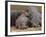 Hippopotamus (Hippopotamus Amphibius), Masai Mara, Kenya, East Africa, Africa-Sergio Pitamitz-Framed Photographic Print