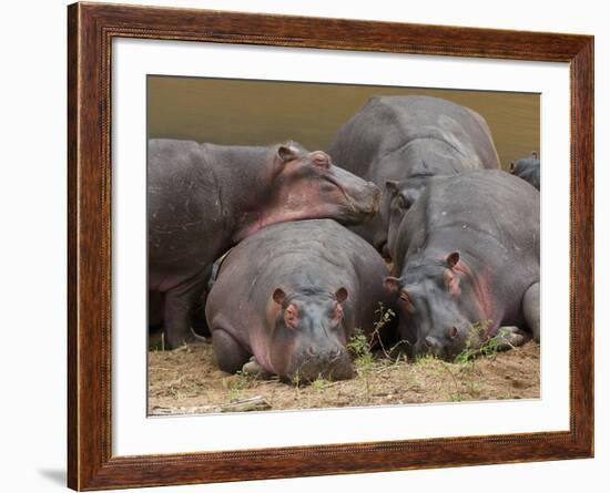 Hippopotamus (Hippopotamus Amphibius), Masai Mara, Kenya, East Africa, Africa-Sergio Pitamitz-Framed Photographic Print