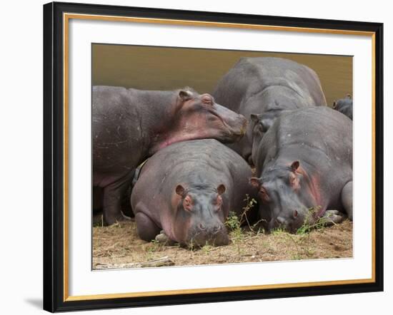 Hippopotamus (Hippopotamus Amphibius), Masai Mara, Kenya, East Africa, Africa-Sergio Pitamitz-Framed Photographic Print