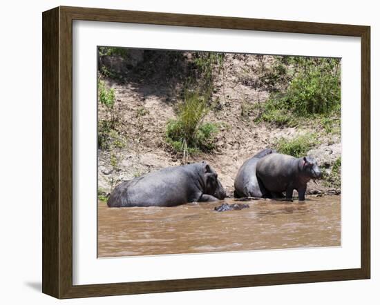 Hippopotamus (Hippopotamus Amphibius), Masai Mara, Kenya, East Africa, Africa-Sergio Pitamitz-Framed Photographic Print