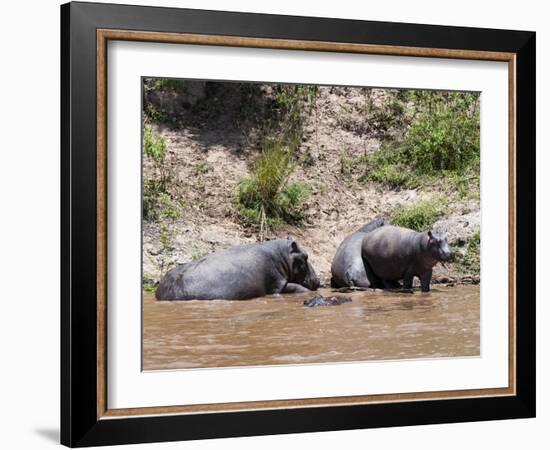 Hippopotamus (Hippopotamus Amphibius), Masai Mara, Kenya, East Africa, Africa-Sergio Pitamitz-Framed Photographic Print