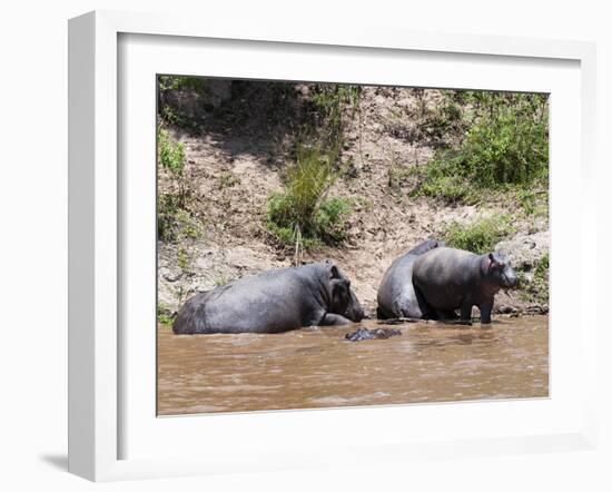 Hippopotamus (Hippopotamus Amphibius), Masai Mara, Kenya, East Africa, Africa-Sergio Pitamitz-Framed Photographic Print