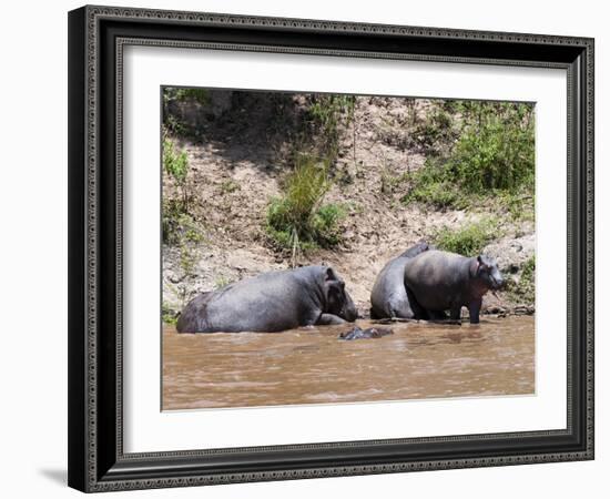 Hippopotamus (Hippopotamus Amphibius), Masai Mara, Kenya, East Africa, Africa-Sergio Pitamitz-Framed Photographic Print