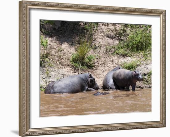 Hippopotamus (Hippopotamus Amphibius), Masai Mara, Kenya, East Africa, Africa-Sergio Pitamitz-Framed Photographic Print