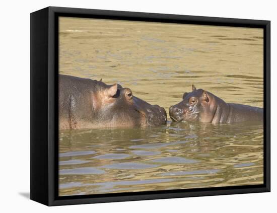 Hippopotamus (Hippopotamus Amphibius) Mother and Baby, Masai Mara National Reserve, Kenya-James Hager-Framed Premier Image Canvas