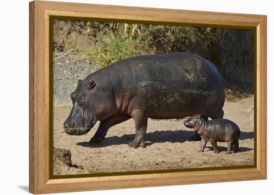 Hippopotamus (Hippopotamus Amphibius) Mother and Baby Out of the Water-James Hager-Framed Premier Image Canvas