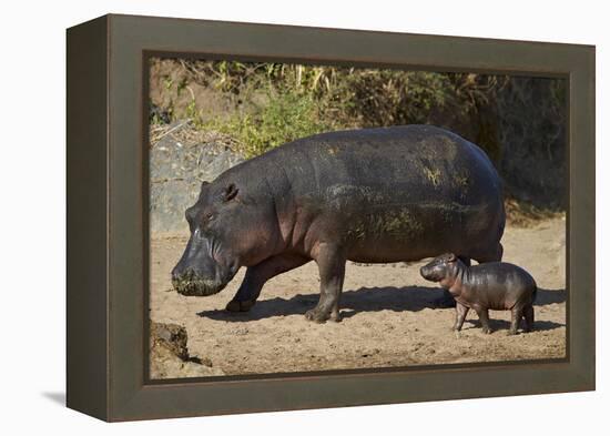 Hippopotamus (Hippopotamus Amphibius) Mother and Baby Out of the Water-James Hager-Framed Premier Image Canvas