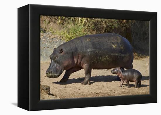 Hippopotamus (Hippopotamus Amphibius) Mother and Baby Out of the Water-James Hager-Framed Premier Image Canvas