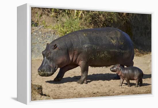 Hippopotamus (Hippopotamus Amphibius) Mother and Baby Out of the Water-James Hager-Framed Premier Image Canvas