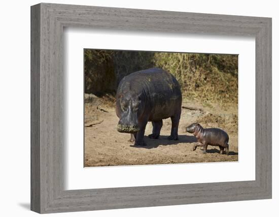 Hippopotamus (Hippopotamus Amphibius) Mother and Baby Out of the Water-James Hager-Framed Photographic Print