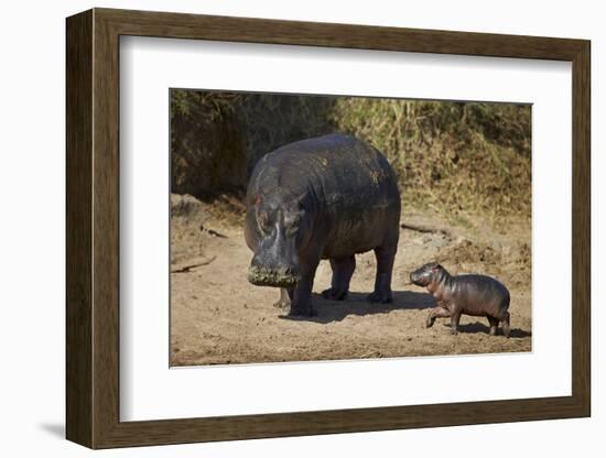 Hippopotamus (Hippopotamus Amphibius) Mother and Baby Out of the Water-James Hager-Framed Photographic Print