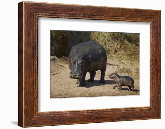 Hippopotamus (Hippopotamus Amphibius) Mother and Baby Out of the Water-James Hager-Framed Photographic Print