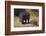 Hippopotamus (Hippopotamus Amphibius) Mother and Baby Out of the Water-James Hager-Framed Photographic Print