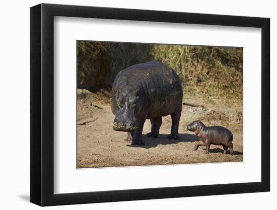 Hippopotamus (Hippopotamus Amphibius) Mother and Baby Out of the Water-James Hager-Framed Photographic Print