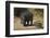 Hippopotamus (Hippopotamus Amphibius) Mother and Baby Out of the Water-James Hager-Framed Photographic Print