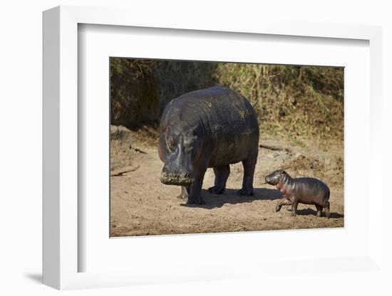 Hippopotamus (Hippopotamus Amphibius) Mother and Baby Out of the Water-James Hager-Framed Photographic Print