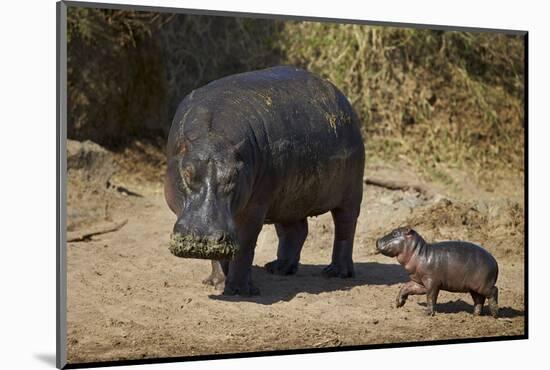 Hippopotamus (Hippopotamus Amphibius) Mother and Baby Out of the Water-James Hager-Mounted Photographic Print