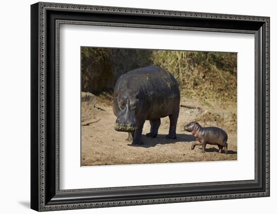 Hippopotamus (Hippopotamus Amphibius) Mother and Baby Out of the Water-James Hager-Framed Photographic Print