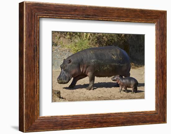 Hippopotamus (Hippopotamus Amphibius) Mother and Baby Out of the Water-James Hager-Framed Photographic Print