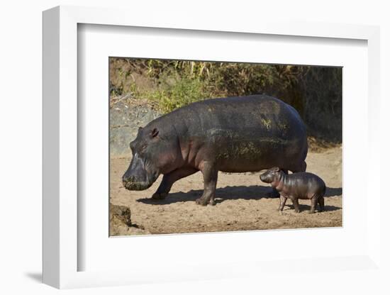 Hippopotamus (Hippopotamus Amphibius) Mother and Baby Out of the Water-James Hager-Framed Photographic Print