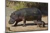 Hippopotamus (Hippopotamus Amphibius) Mother and Baby Out of the Water-James Hager-Mounted Photographic Print