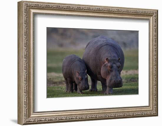 Hippopotamus (Hippopotamus amphibius) mother and baby, Ruaha National Park, Tanzania, East Africa,-James Hager-Framed Photographic Print