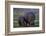 Hippopotamus (Hippopotamus amphibius) mother and baby, Ruaha National Park, Tanzania, East Africa,-James Hager-Framed Photographic Print