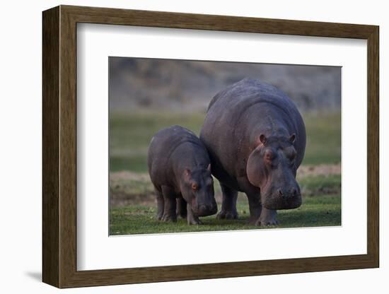 Hippopotamus (Hippopotamus amphibius) mother and baby, Ruaha National Park, Tanzania, East Africa,-James Hager-Framed Photographic Print