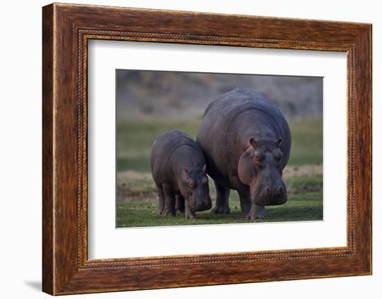 Hippopotamus (Hippopotamus amphibius) mother and baby, Ruaha National Park, Tanzania, East Africa,-James Hager-Framed Photographic Print