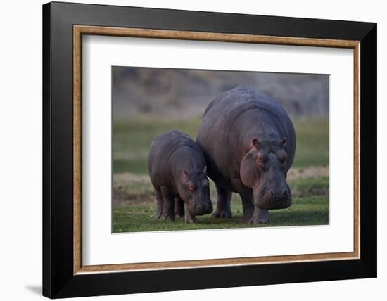 Hippopotamus (Hippopotamus amphibius) mother and baby, Ruaha National Park, Tanzania, East Africa,-James Hager-Framed Photographic Print