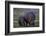 Hippopotamus (Hippopotamus amphibius) mother and baby, Ruaha National Park, Tanzania, East Africa,-James Hager-Framed Photographic Print