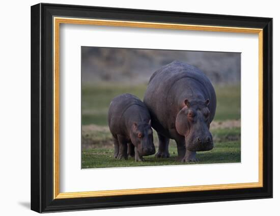 Hippopotamus (Hippopotamus amphibius) mother and baby, Ruaha National Park, Tanzania, East Africa,-James Hager-Framed Photographic Print