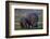 Hippopotamus (Hippopotamus amphibius) mother and baby, Ruaha National Park, Tanzania, East Africa,-James Hager-Framed Photographic Print