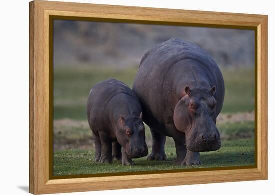 Hippopotamus (Hippopotamus amphibius) mother and baby, Ruaha National Park, Tanzania, East Africa,-James Hager-Framed Premier Image Canvas