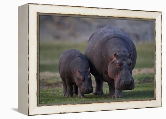 Hippopotamus (Hippopotamus amphibius) mother and baby, Ruaha National Park, Tanzania, East Africa,-James Hager-Framed Premier Image Canvas