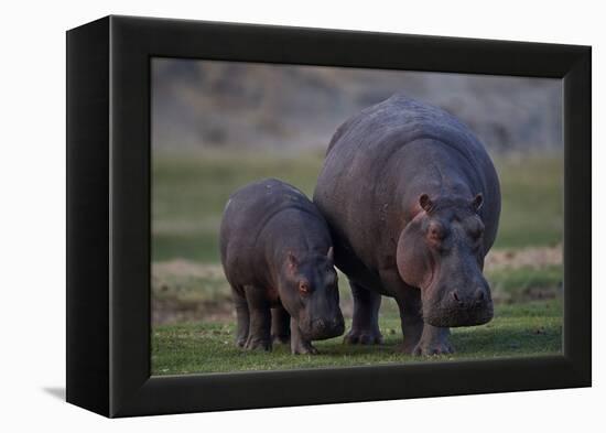 Hippopotamus (Hippopotamus amphibius) mother and baby, Ruaha National Park, Tanzania, East Africa,-James Hager-Framed Premier Image Canvas