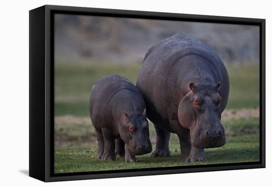 Hippopotamus (Hippopotamus amphibius) mother and baby, Ruaha National Park, Tanzania, East Africa,-James Hager-Framed Premier Image Canvas