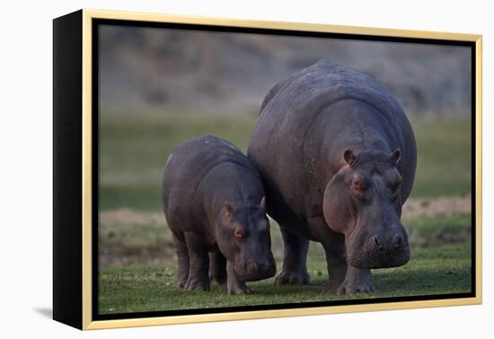 Hippopotamus (Hippopotamus amphibius) mother and baby, Ruaha National Park, Tanzania, East Africa,-James Hager-Framed Premier Image Canvas