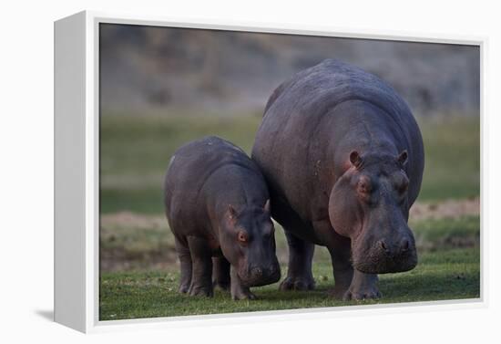 Hippopotamus (Hippopotamus amphibius) mother and baby, Ruaha National Park, Tanzania, East Africa,-James Hager-Framed Premier Image Canvas