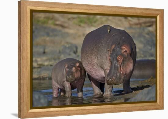 Hippopotamus (Hippopotamus Amphibius) Mother and Calf-James Hager-Framed Premier Image Canvas