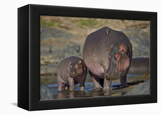 Hippopotamus (Hippopotamus Amphibius) Mother and Calf-James Hager-Framed Premier Image Canvas