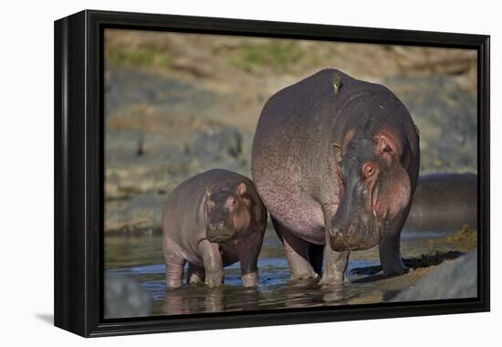 Hippopotamus (Hippopotamus Amphibius) Mother and Calf-James Hager-Framed Premier Image Canvas