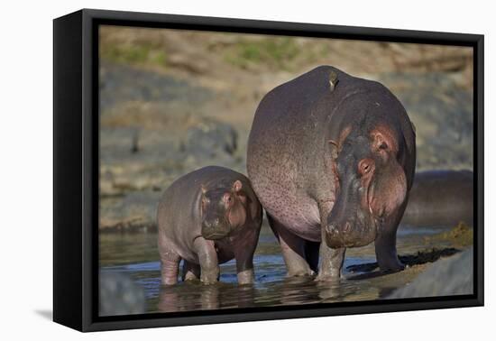 Hippopotamus (Hippopotamus Amphibius) Mother and Calf-James Hager-Framed Premier Image Canvas