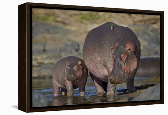 Hippopotamus (Hippopotamus Amphibius) Mother and Calf-James Hager-Framed Premier Image Canvas