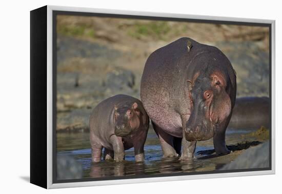 Hippopotamus (Hippopotamus Amphibius) Mother and Calf-James Hager-Framed Premier Image Canvas