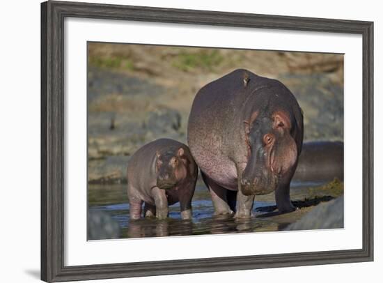 Hippopotamus (Hippopotamus Amphibius) Mother and Calf-James Hager-Framed Photographic Print