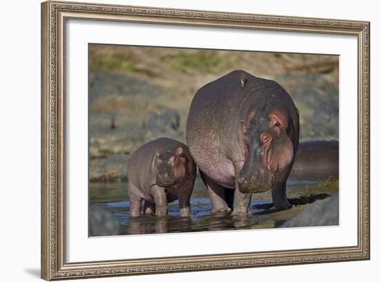 Hippopotamus (Hippopotamus Amphibius) Mother and Calf-James Hager-Framed Photographic Print