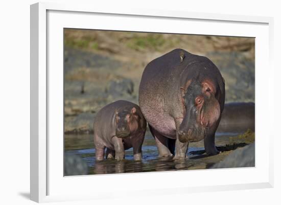 Hippopotamus (Hippopotamus Amphibius) Mother and Calf-James Hager-Framed Photographic Print